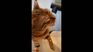 Cute and Funny Bengal Cats ~ Funny moments ~ Cat breeds #2