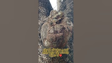 CÂY XÀ CỪ ĐỘC LẠ QUÝ HIẾM TRÊN TÂY NGUYÊN HÙNG VĨ VIỆT NAM