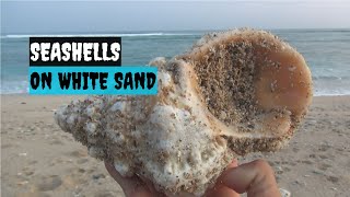 Explore the beach and discover many super large seashells