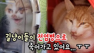 길냥이들이 전염병으로 죽어가고 있어요.더이상 겪고싶지 않아요.