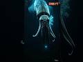 How a Squid Fights a Whale