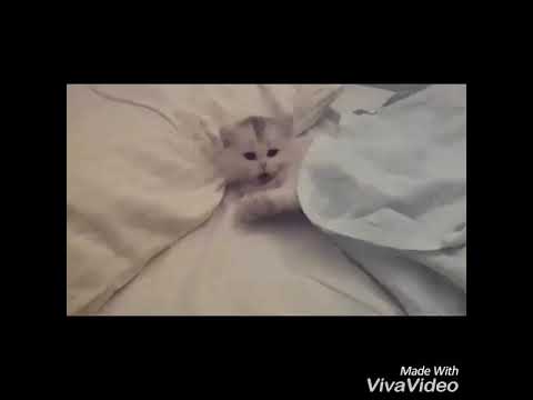 cute-cat-and-kitten-gifs