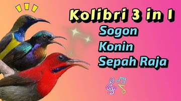 PANCINGAN SOGON/KONIN/ SEPAH RAJA (3 in 1) AMPUH UNTUK MEMIKAT #sogon #konin #sepahraja
