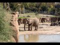 Dallas Zoo see the elephants and Giraffes in vr180