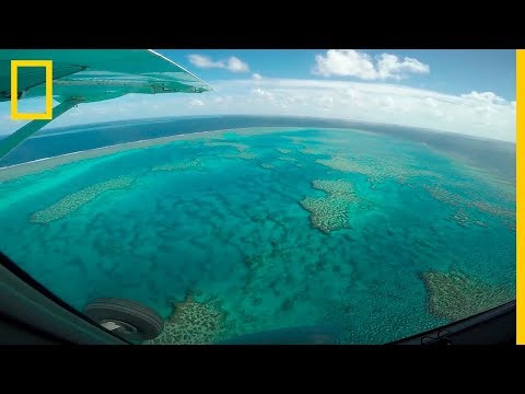Vídeo: Es Oficial: La Gran Barrera De Coral Está Totalmente Jodida
