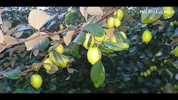 Cơn Mưa Vàng Táo Vải Lục Ngạn Thế Nào l Núi Đồi Lục Ngạn