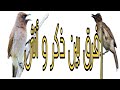 أربع نقاط تفرق بين ذكر و أنثى بلبل المغربي