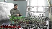 Стимулируем семена с помощью аэрированного компостного чая - YouTube