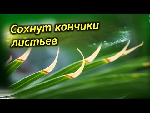 Сохнут кончики листьев у комнатных растений. Почему? Что делать?