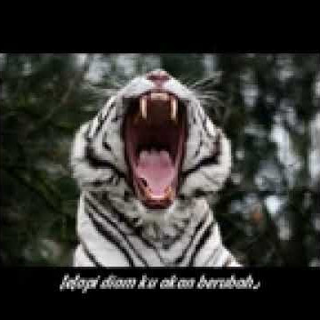 🛑STORY WA 30 DETIK MACAN PUTIH