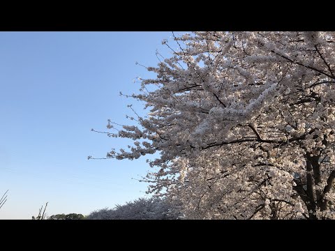 埼玉スタジアムの桜と綺麗な音色
