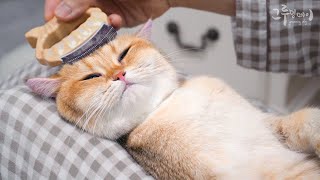 Cats who want to be beautiful (cat morning care)