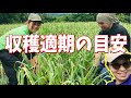 にんにく栽培【収穫適期の目安】（2020.6.17）～にんにくのよしだ家