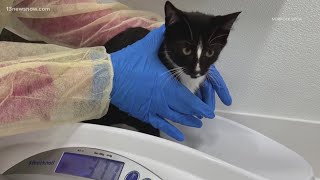 Animals from closed NC shelter moved to Norfolk SPCA