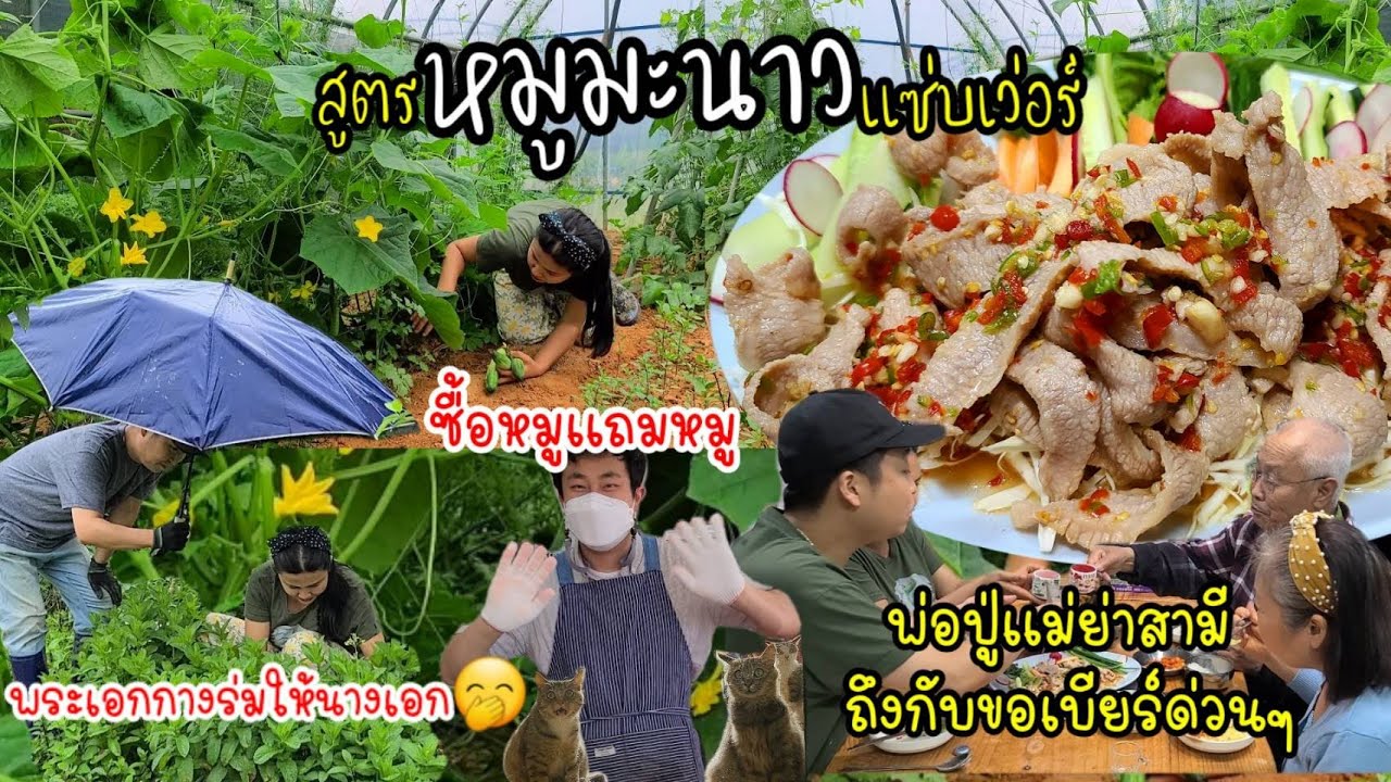 EP.523 สูตรหมูมะนาวเเซ่บเวอร์ พ่อปู่เเม่ย่าสามี ถึงกับขอเบียร์ด่วนๆ เก็บผักคะน้าเเรดิสเเตงกวาสดๆสวยๆ