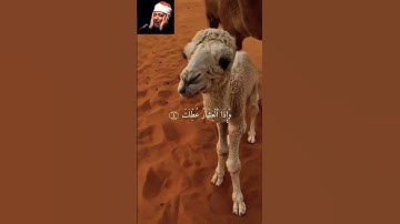 قران سورة تدمع لها الاعين و تخشع لها القلوب سورة التكوير الشيخ عبدالباسط عبدالصمد #قرآن #قران_كريم