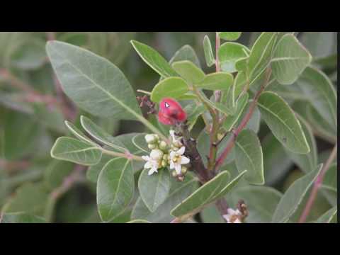 Sumac Identification Guide in the US (Genus Rhus)