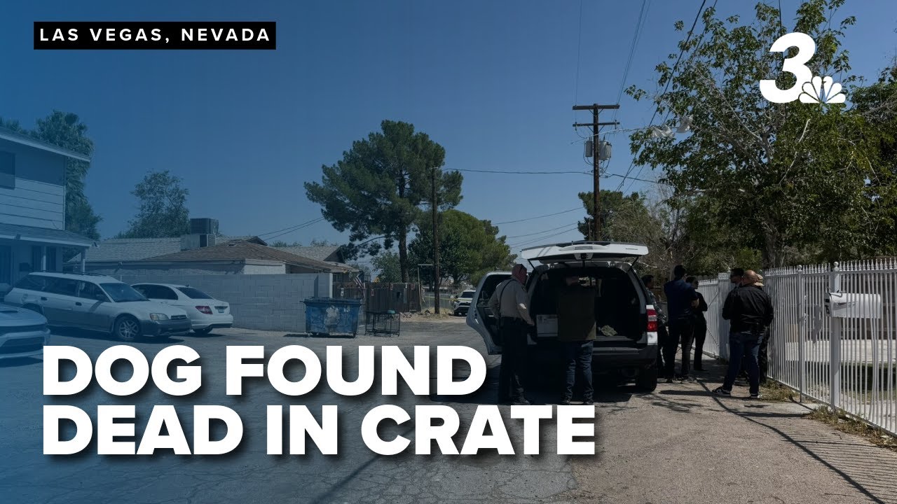 Dog found dead in crate near trash bin in east Las Vegas - YouTube