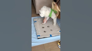 This made me emotional 😭 Making paw print artwork for my dog’s birthday!