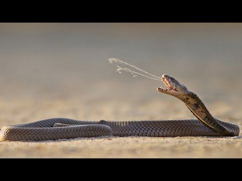 Плюющаяся кобра интересные факты