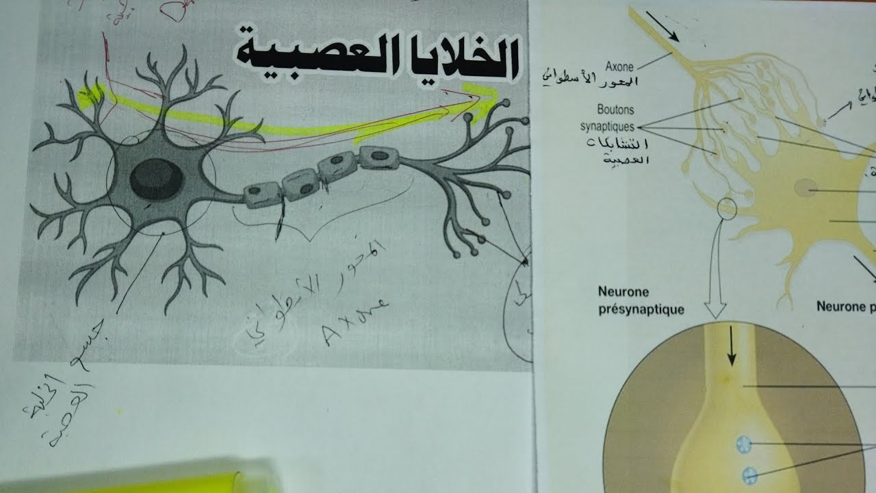 علم النفس الفيزيولوجي : الخلية العصبية / شرح كيفية إنتقال السيال العصبي من خلية عصبية إلى أخرى