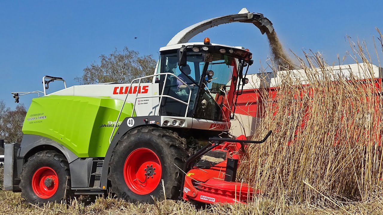 Chopping Elephant Grass (Miscanthus) | Claas Jaguar 960 | Pleizier \u0026 Timmer | 2020