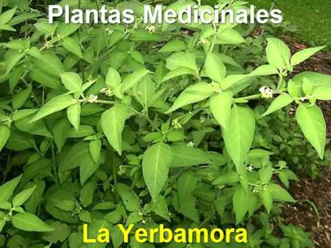 Beneficios de la Yerbamora camera iphone 8 plus apk