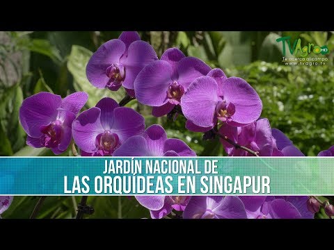 Video: Descripción y fotos del jardín japonés y chino (jardín japonés) - Singapur: Singapur