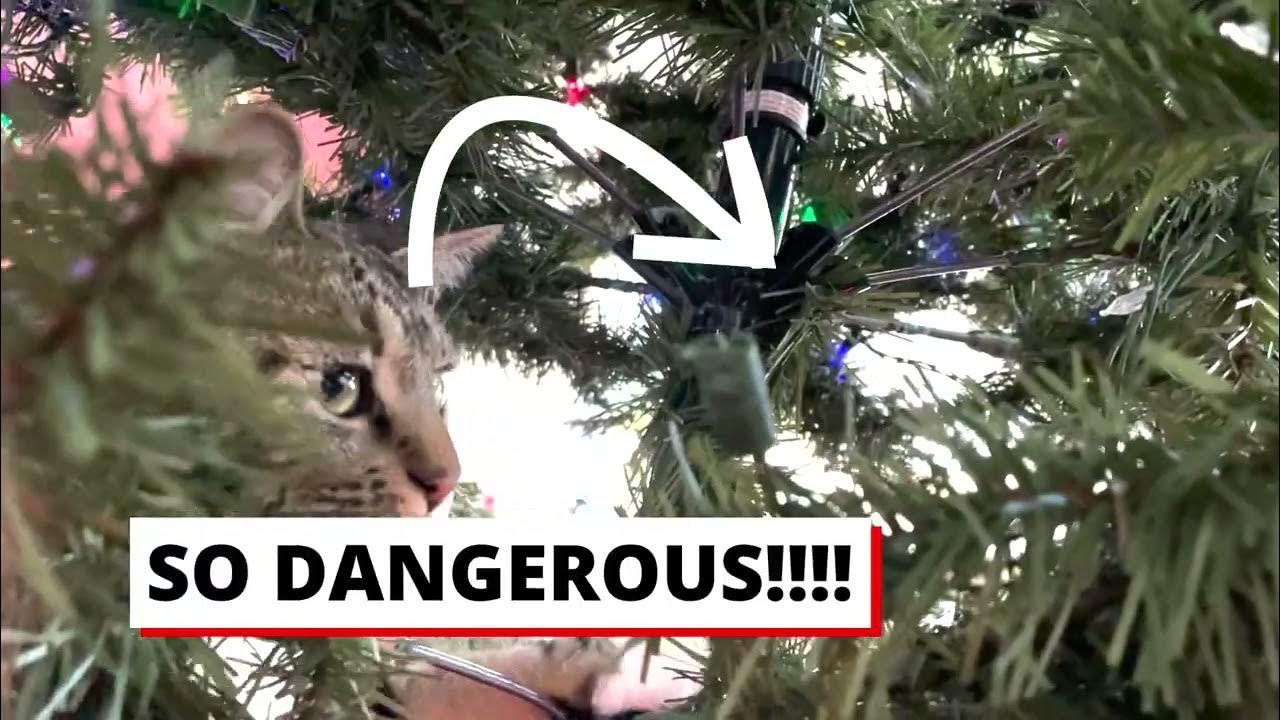 Shoo Cat Christmas Tree Defender YouTube