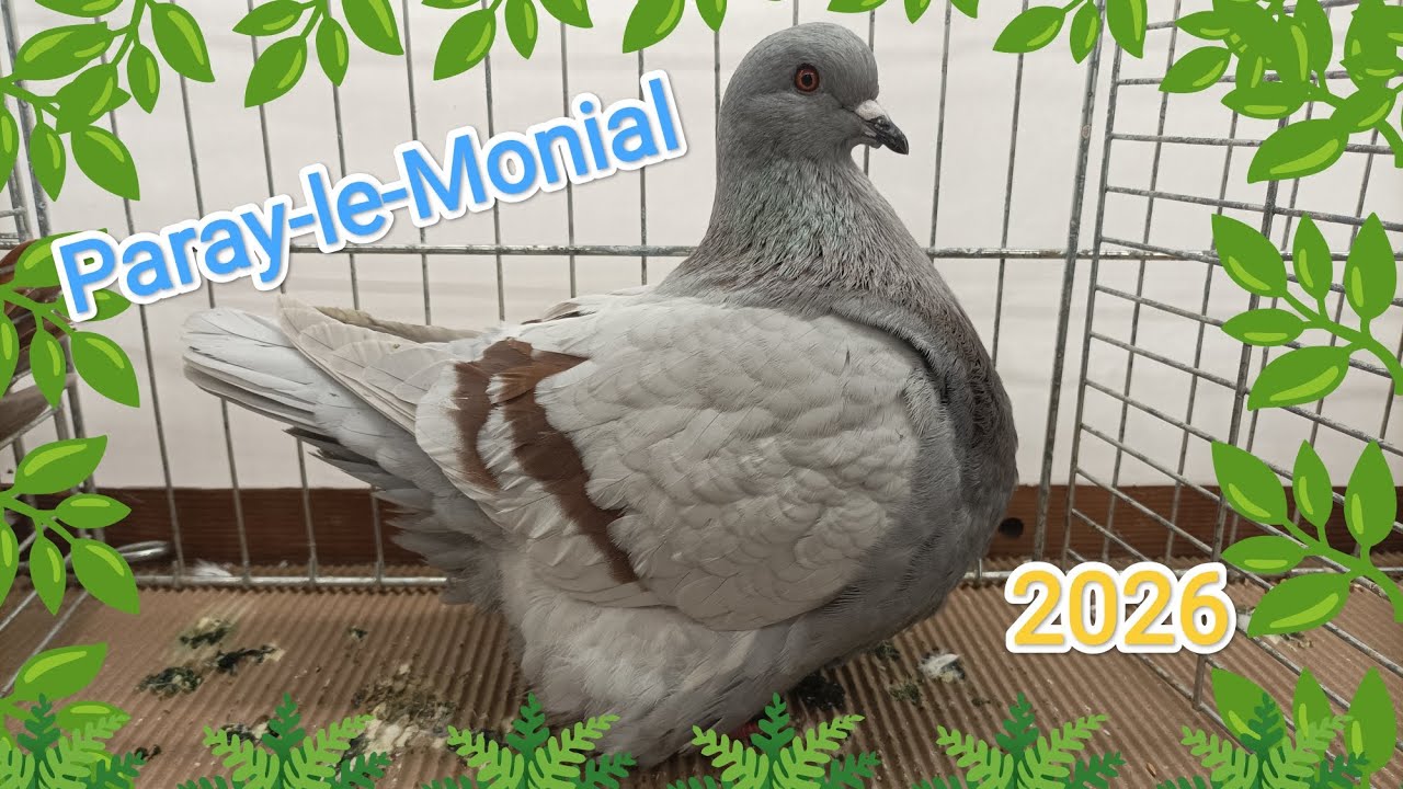 Exposition avicole de Paray-le-Monial (71) les 14 & 15 février 2026. Plus de 800 animaux 😍🐇🐓🦆