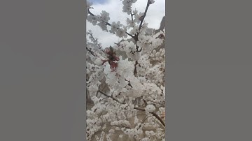 Thumbnail of Apricot Blossom| Aryan Valley (Chulichan) Ladakh