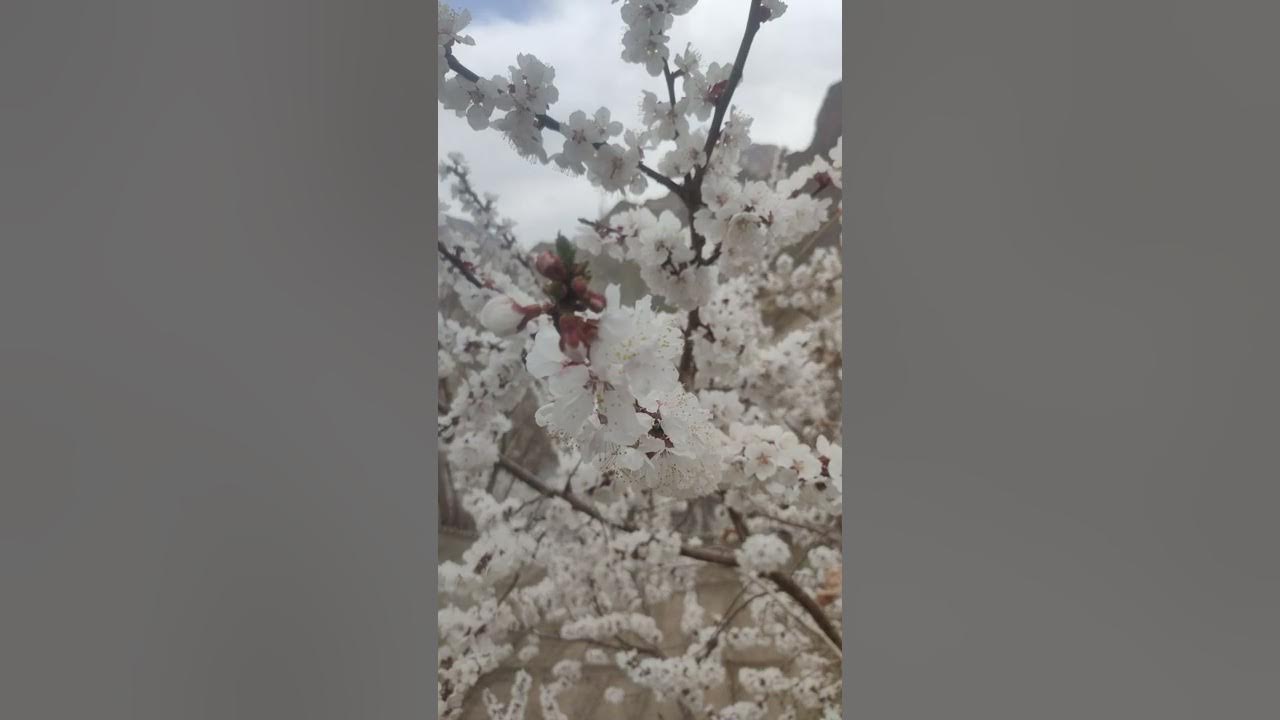 Apricot Blossom| Aryan Valley (Chulichan) Ladakh