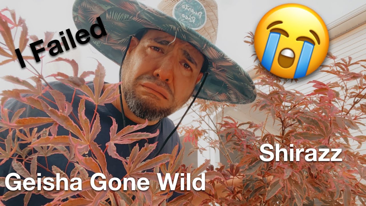 Acer Palmatum Shirazz VS Geisha Gone Wild Japanese Maple Comparison