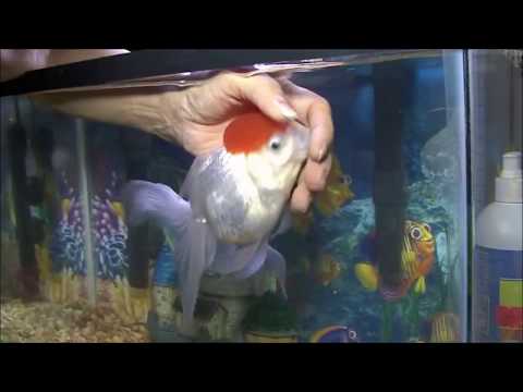 Video: ¿A qué pez le gusta que lo acaricien?