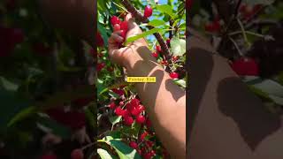 Celebrity We are at Sour Cherry picking orchard 🍒 | #shorts |#fundaykid | Funday Family Wealth