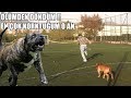 ÖLÜMDEN DÖNDÜM !! ( Korkudan Ölüyordum ! ) Pitbull Saldırısı ve Köpek Saldırılarını Eğitimle Engelle