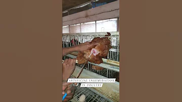 AI in poultry. Artificial insemination in Poultry.