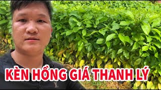 Cây Kèn Hồng giá thanh lý vườn cao 70-80cm - Trung tâm cây giống Tam Đảo 0946301497