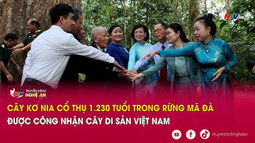 Cây kơ nia cổ thụ 1.230 tuổi trong rừng Mã Đà được công nhận Cây di sản Việt Nam