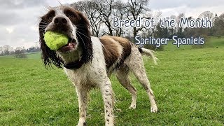 July Breed of the month  Springer Spaniels