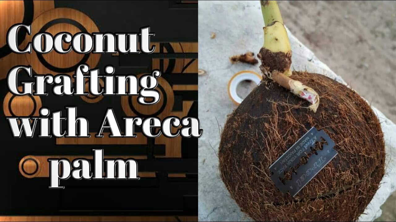 How To Graft Coconut Plant With Areca Palm. Hybrid Coconut Variety