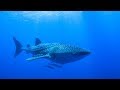 Swimming with the BIGGEST fish in the world!!!  Sailing Vessel Delos Ep. 131