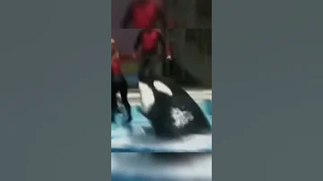 عندما يغضب الحوت القاتل شاهد ماذا فعل 