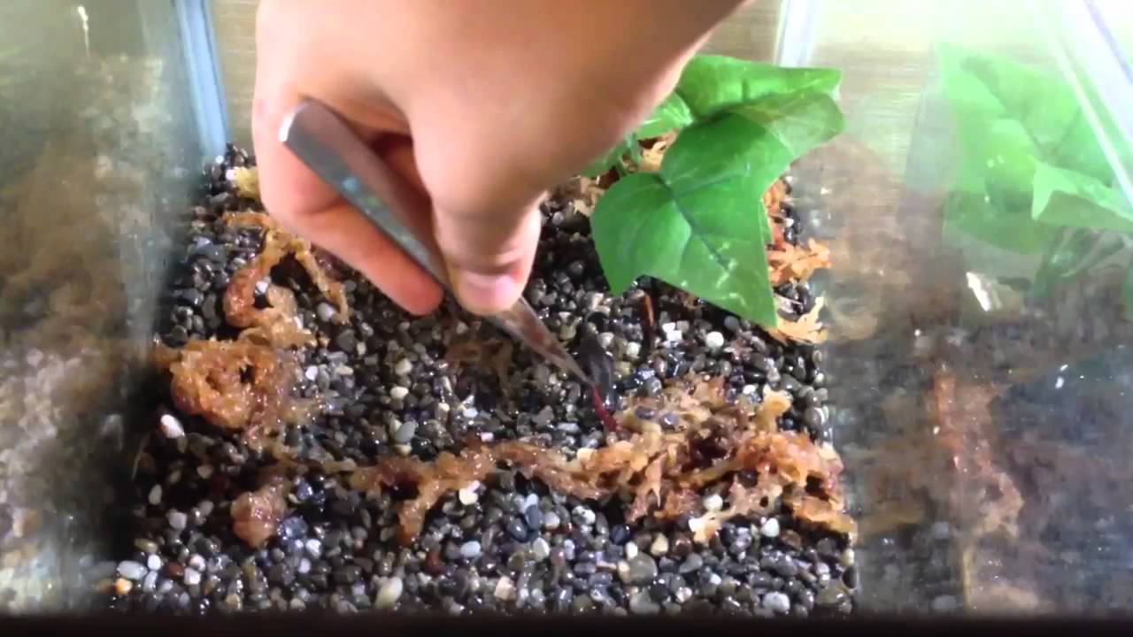 lizard skin grips Feeding all my reptiles/amphibians :D (Old Vid)