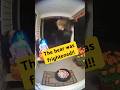 Bear Steals Halloween Candy… Then Gets Jump Scared! #animalvideos #shorts