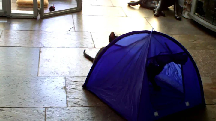 Video 807931: siamese oriental shorthair kittens, lovely oriental kittens