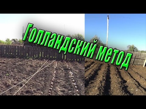 Видео: Посадка картофеля в траншею: метод «картофельная траншея и холм»