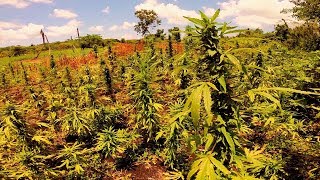The Jamaica Scene ~ Negril Ganja Field Adventure