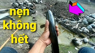 câu vịt mùa mưa // bất ngờ thu phục hugo ở phút cuối @thuanhovlog