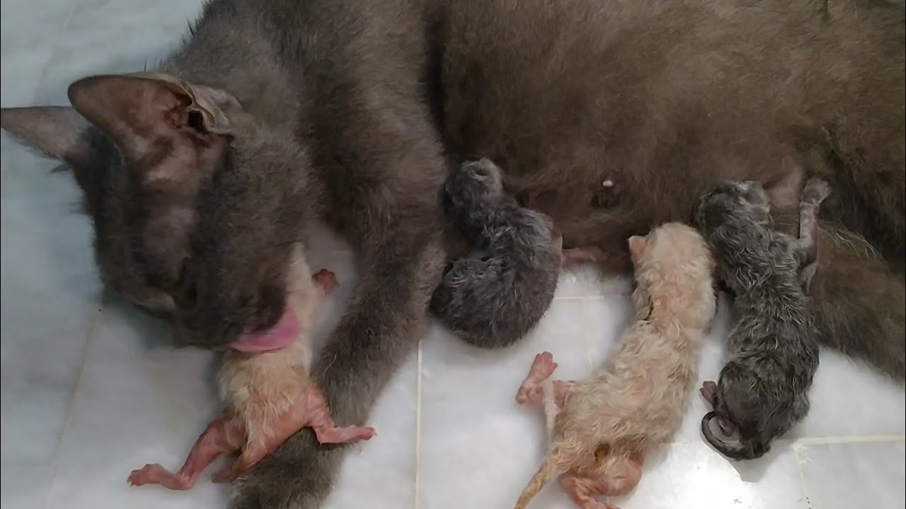 Mother Cat Finally Cleaning Her Newborn Kittens But It's Too Late One Kitten Has Already Passed Away
